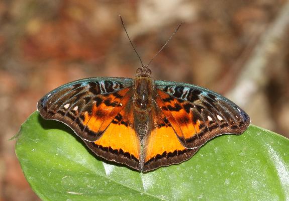 Euryphura togoensis male upperside 2